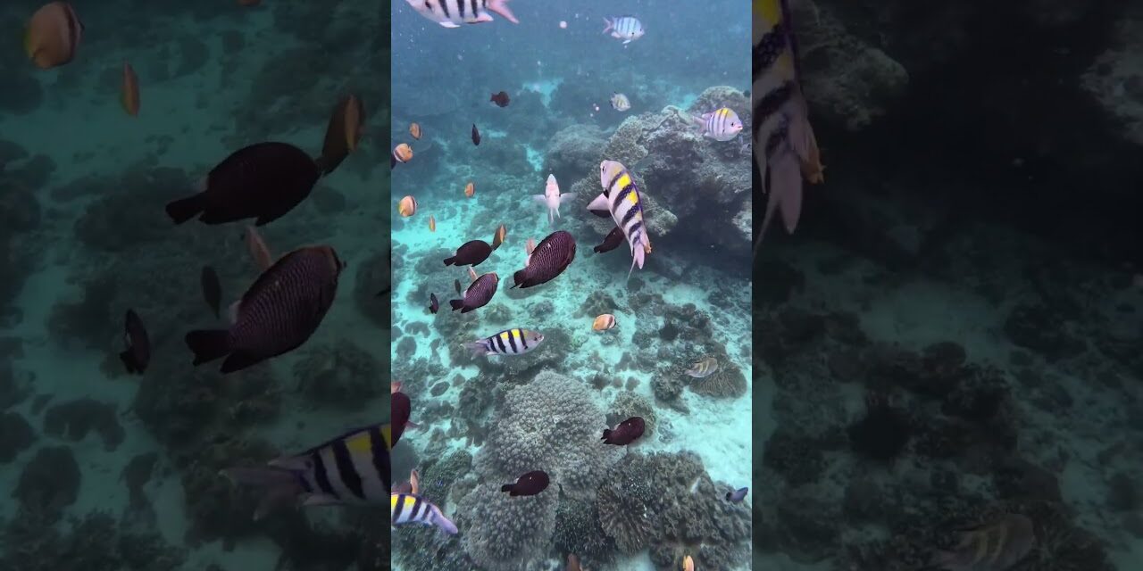 Deb & Matt Chat on YT: Snorkelling Bali’s Blue Lagoon & Tanjung Jepun! 🐟 #Shorts