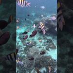Deb & Matt Chat on YT: Snorkelling Bali’s Blue Lagoon & Tanjung Jepun! 🐟 #Shorts