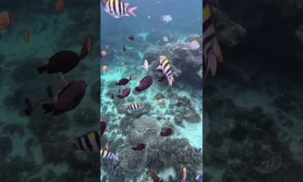 Deb & Matt Chat on YT: Snorkelling Bali’s Blue Lagoon & Tanjung Jepun! 🐟 #Shorts