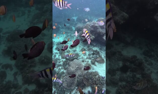Deb & Matt Chat on YT: Snorkelling Bali’s Blue Lagoon & Tanjung Jepun! 🐟 #Shorts